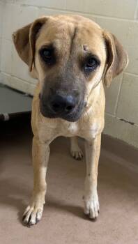 Rescue Pit Bull Terrier and Labrador Retriever Dogs for Adoption in Nacogdoches, Texas - Monkey | PetCurious