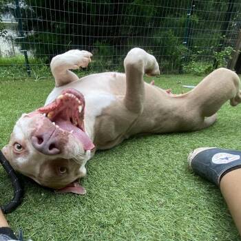 Sallly -  Pit Bull Terrier Dog for Adoption in Magnolia, Texas - Sallly | PetCurious