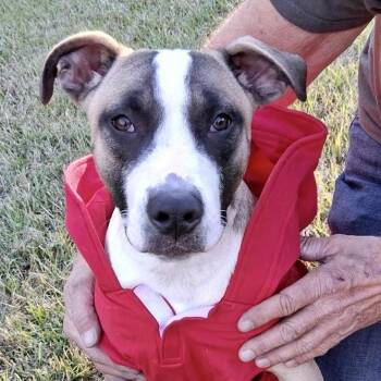 Catahoula Leopard Dog and Labrador Retriever Dogs Available for Adoption - Duke | PetCurious