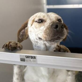 Mixed Breed Dogs Available for Adoption in Mount Pleasant, Iowa - Luna | PetCurious