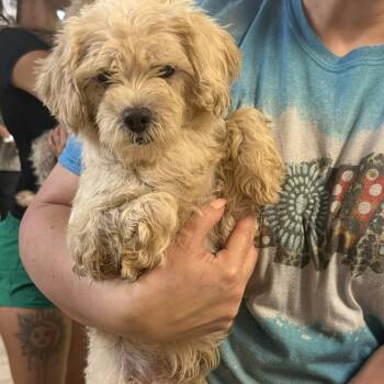 Raya -  Maltese and Miniature Poodle Dog for Adoption in Hinesville, Georgia - Raya | PetCurious