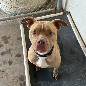 Mocha -  Pit Bull Terrier Dog for Adoption in Jamestown, North Dakota - Mocha | PetCurious