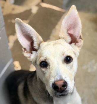 Siberian Husky and Border Collie Dogs Available for Adoption in Sacramento, California - Tiana | PetCurious