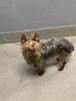 Yorkshire Terrier Dogs Available for Adoption in Las Vegas, Nevada - FRANK | PetCurious