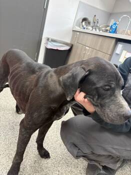 Great Dane and Labrador Retriever Dogs Available for Adoption - Calcium | PetCurious