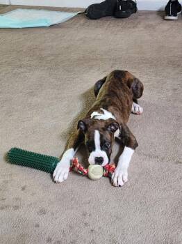 Chloe -  Boxer Dog for Adoption in Winder, Georgia - Chloe | PetCurious