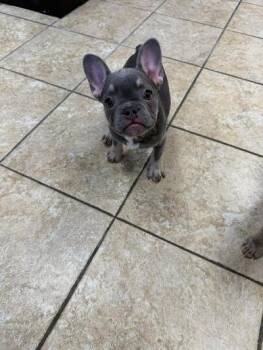 French Bulldog Dogs Available for Adoption - Nugget | PetCurious