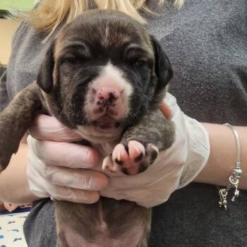 Pit Bull Terrier Dogs Available for Adoption - Sophia | PetCurious