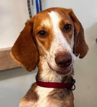 Bingo -  Hound Dog for Adoption in Ocala, Florida - Bingo | PetCurious