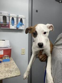 Parson Russell Terrier and Mixed Breed Dogs Available for Adoption in Tallahassee, Florida - TULIP | PetCurious
