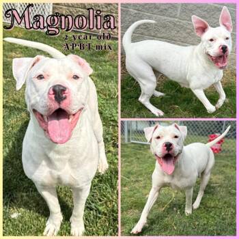 Rescue Pit Bull Terrier Dogs for Adoption in Greenwood, Indiana - Magnolia | PetCurious