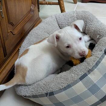 Cattle Dog and Australian Shepherd Dogs Available for Adoption - Armani | PetCurious