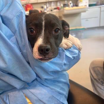 Mixed Breed Dogs Available for Adoption in Huntington, West Virginia - Panera | PetCurious