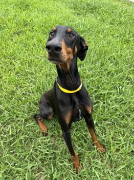 Doberman Pinscher Dogs Available for Adoption in Houston, Texas - Calypso | PetCurious