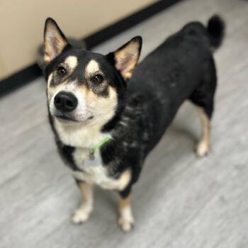 Shiba Inu Dogs Available for Adoption in State College, Pennsylvania - Brian | PetCurious