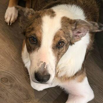 German Shepherd Dog Dogs Available for Adoption in Mooresville, North Carolina - Vanna | PetCurious