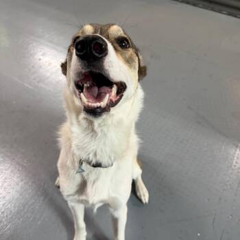 Minnie Lou -  Border Collie and Great Pyrenees Dog for Adoption in Tacoma, Washington - Minnie Lou | PetCurious
