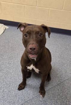 Piglet -  Pit Bull Terrier and Mixed Breed Dog for Adoption in Westland, Michigan - Piglet | PetCurious
