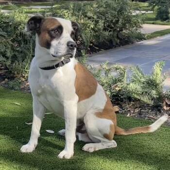 Boulder -  Boxer and Mixed Breed Dog for Adoption in Houston, Texas - Boulder | PetCurious