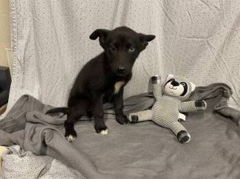 German Shepherd Dog and Siberian Husky Dogs Available for Adoption in Modesto, California - A610264 | PetCurious