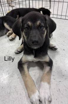 Lilly -  Shepherd Dog for Adoption in Mobile, Alabama - Lilly | PetCurious