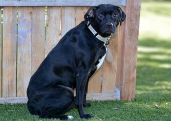 STAR -  Pit Bull Terrier and Mixed Breed Dog for Adoption in West Valley City, Utah - STAR | PetCurious