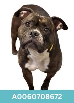 Pit Bull Terrier Dogs Available for Adoption in Red Bluff, California - Tammy | PetCurious