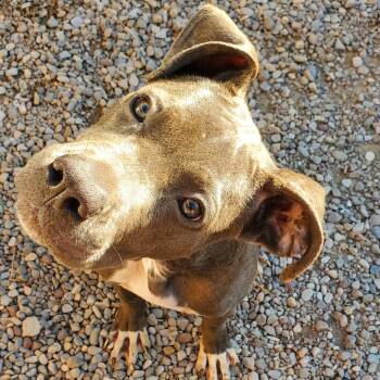 Monroe -  Mixed Breed Dog for Adoption in Fairport, New York - Monroe | PetCurious