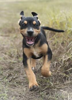 Smiling Dog -  Rottweiler and Doberman Pinscher Dog for Adoption in Driftwood, Texas - Smiling Dog | PetCurious