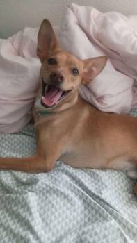 Buster -  Miniature Pinscher and Italian Greyhound Dog for Adoption in Puyallup, Washington - Buster | PetCurious