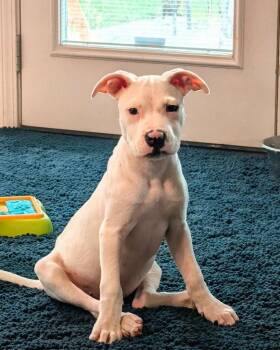 Kosher -  Pit Bull Terrier and Mixed Breed Dog for Adoption in Lexington, Kentucky - Kosher | PetCurious
