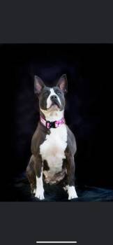 Bull Terrier Dogs Available for Adoption - Baby Girl Gloria | PetCurious
