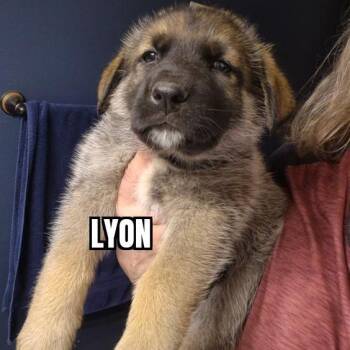 German Shepherd Dog and Husky Dogs Available for Adoption - Lyon | PetCurious