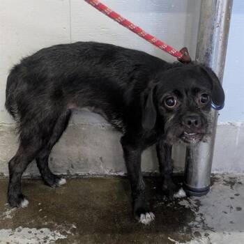 VALKYRIE -  Border Terrier and Mixed Breed Dog for Adoption in Camarillo, California - VALKYRIE | PetCurious