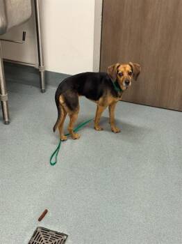 OZZY -  Beagle and Dachshund Dog for Adoption in Baytown, Texas - OZZY | PetCurious