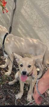 Rescue Labrador Retriever Dogs for Adoption in Miami, Florida - Avarie | PetCurious