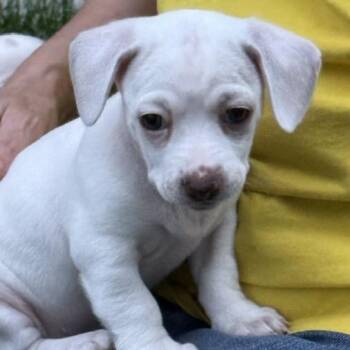 Kira -  Chihuahua and Dachshund Dog for Adoption in Nampa, Idaho - Kira | PetCurious