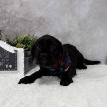 Durian -  French Bulldog and Mixed Breed Dog for Adoption in Madison, Wisconsin - Durian | PetCurious