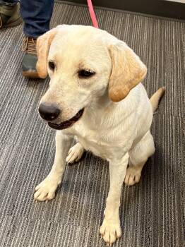 Tabitha -  Labrador Retriever Dog for Adoption - Tabitha | PetCurious