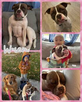 Rescue Mixed Breed Dogs for Adoption in Lancaster, New York - Wren | PetCurious