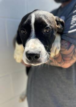 Mango -  Mixed Breed Dog for Adoption in Manchester, Tennessee - Mango | PetCurious