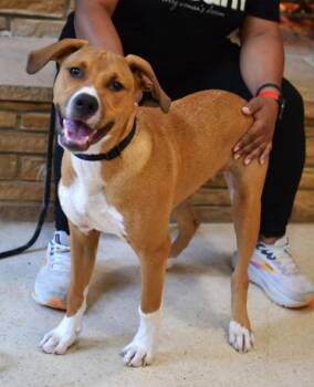 Scout -  Hound Dog for Adoption in Memphis, Tennessee - Scout | PetCurious