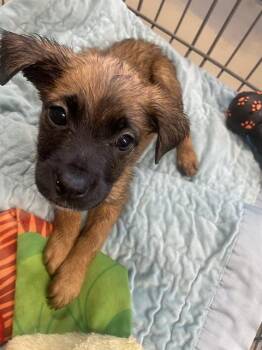 Belgian Shepherd Malinois Dogs Available for Adoption in Tallahassee, Florida - SAILOR VENUS | PetCurious