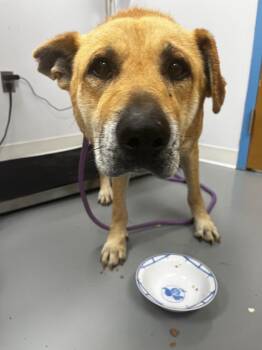 Chow Chow and Labrador Retriever Dogs Available for Adoption in Hartsville, South Carolina - Eeyore | PetCurious