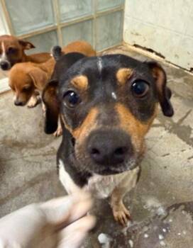 Emily -  Chihuahua and Terrier Dog for Adoption in Newport Beach, California - Emily | PetCurious