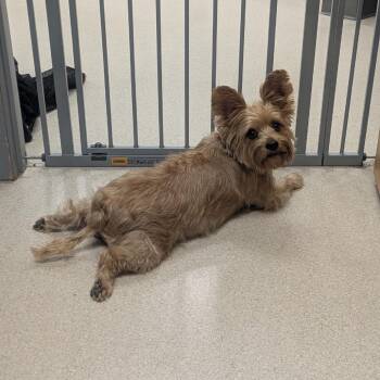 Nyla -  Yorkshire Terrier Dog for Adoption in Evansville, Indiana - Nyla | PetCurious