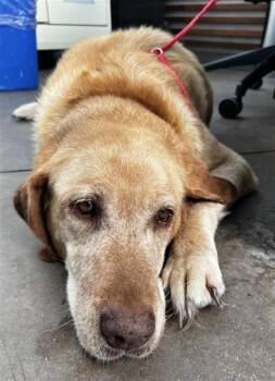 CHELA EVEREST TEX -  Labrador Retriever Dog for Adoption in Dallas, Texas - CHELA EVEREST TEX | PetCurious
