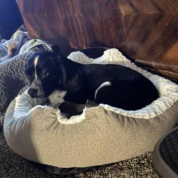 Millie -  Cocker Spaniel Dog for Adoption in Fairmont, Minnesota - Millie | PetCurious