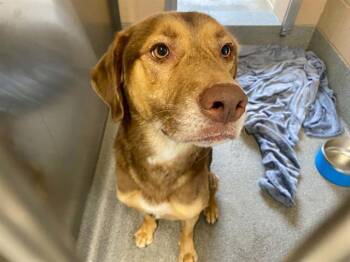 HERBERT -  Labrador Retriever and Mixed Breed Dog for Adoption in Tustin, California - HERBERT | PetCurious