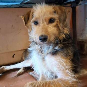WIZARD -  Terrier Dog for Adoption in Graham, Washington - WIZARD | PetCurious